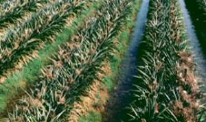 Planting in reclaimed paddy fields